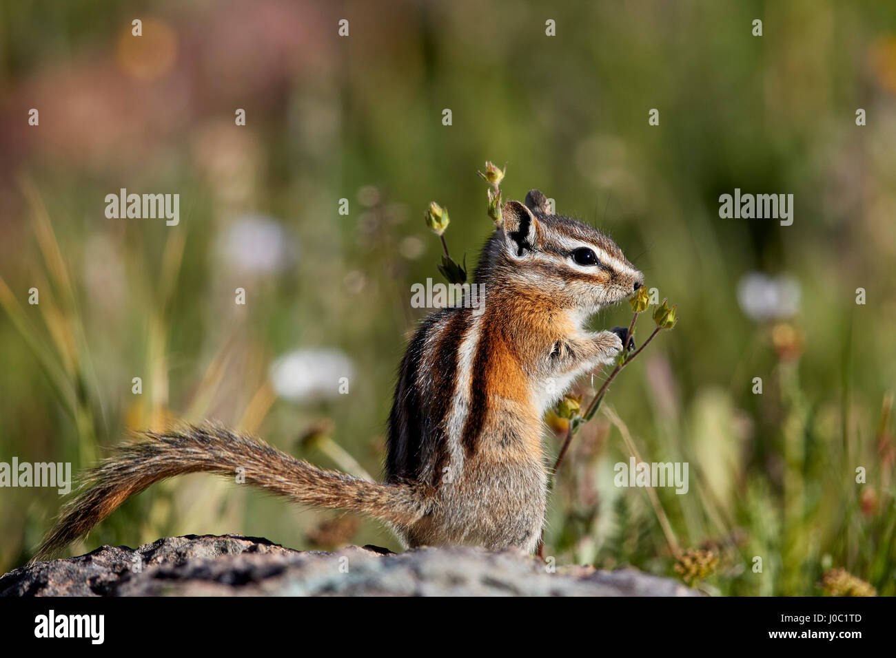 Le tamia mineur (Tamias minimus) (Neotamias minimus) (Eutamias minimus), San Juan National Forest, Colorado, USA Banque D'Images