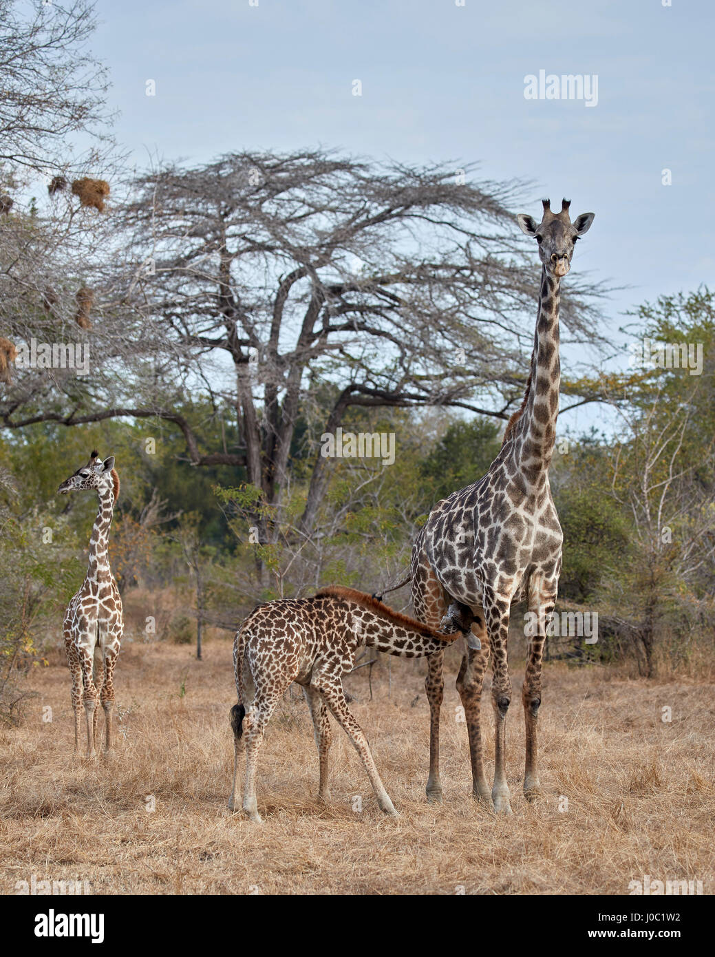 Les Masais Girafe (Giraffa camelopardalis tippelskirchi) soins infirmiers, Selous, Tanzanie Banque D'Images