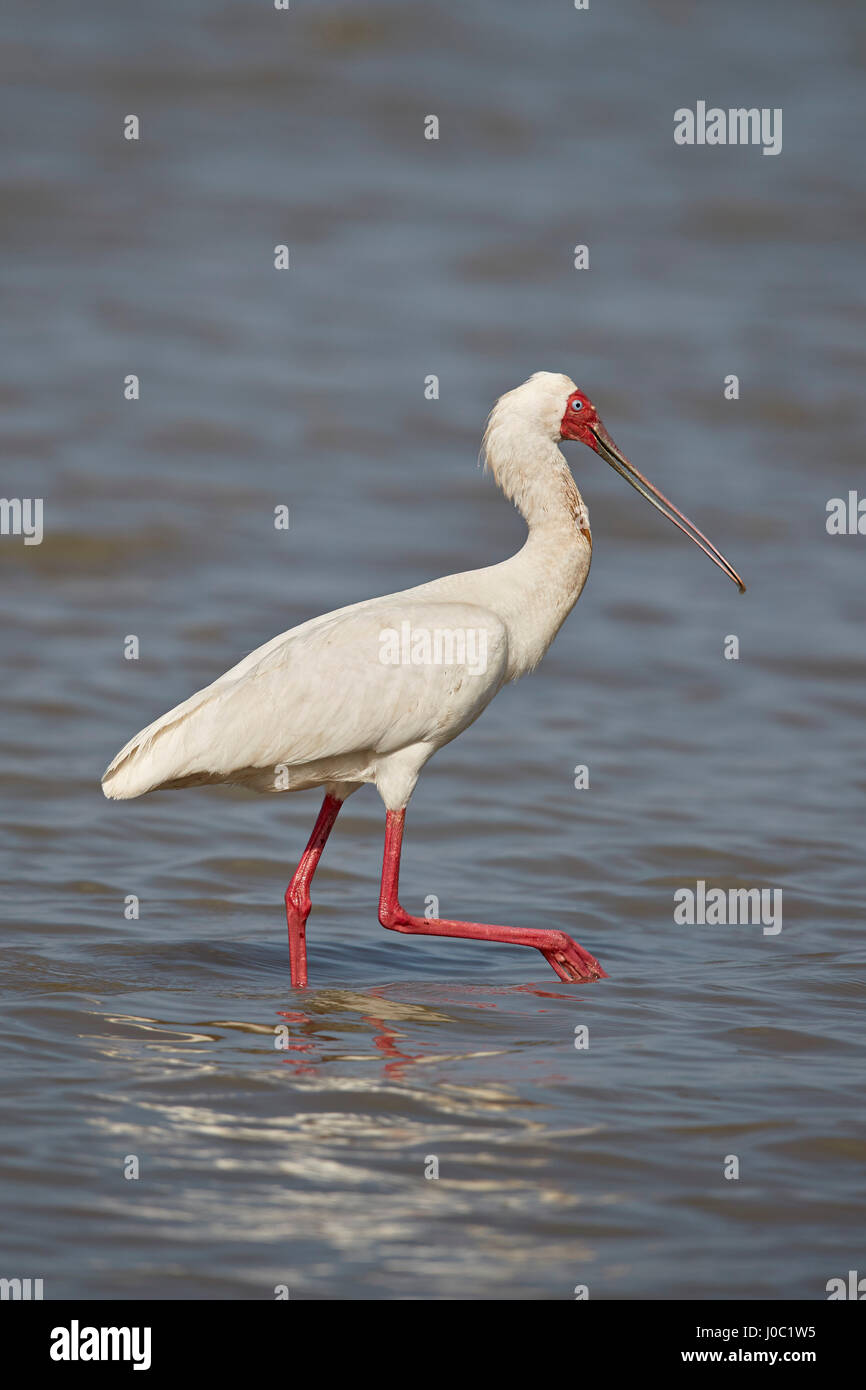 Spatule d'Afrique (Platalea alba), Selous, Tanzanie Banque D'Images