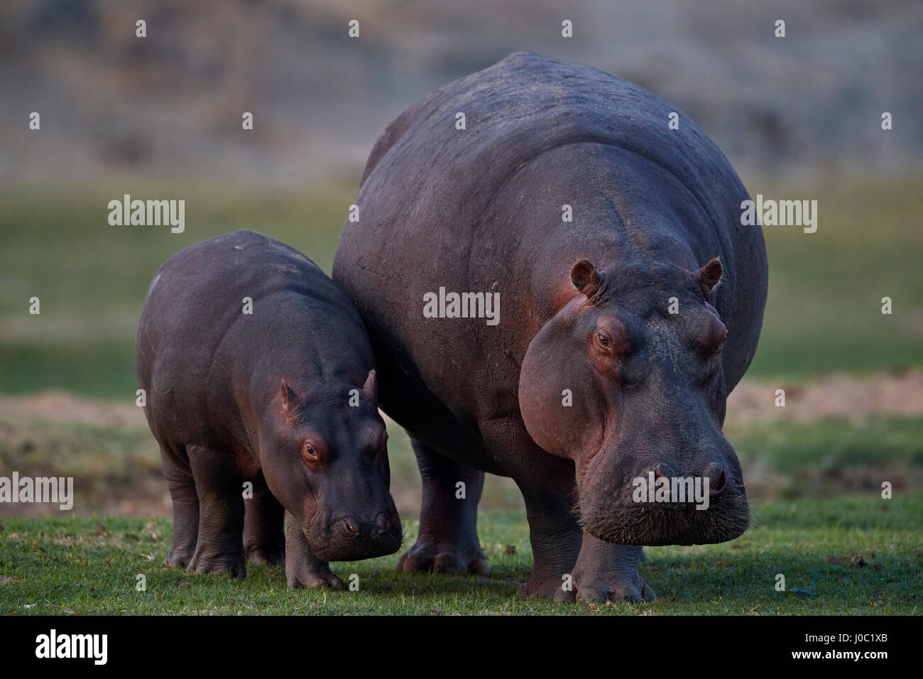 Hippopotame (Hippopotamus amphibius) la mère et l'enfant, le Ruaha National Park, Tanzania Banque D'Images