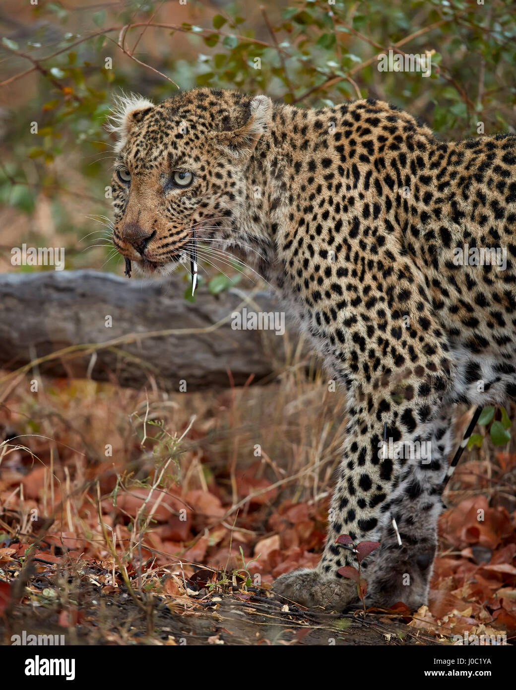 Leopard (Panthera pardus) avec le Cap de porc-épic coincé en elle, Kruger National Park Banque D'Images