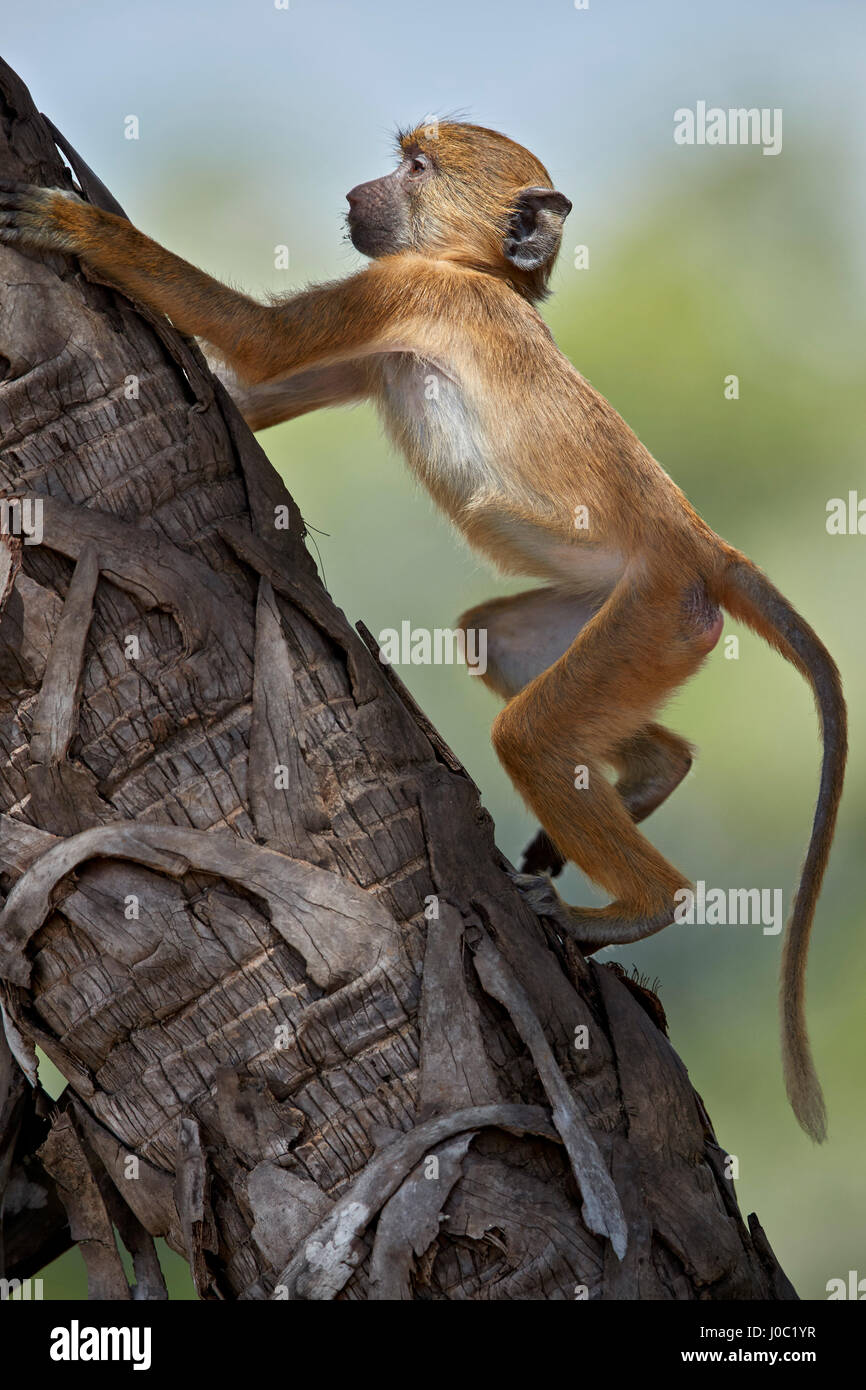 Babouin jaune (Papio cynocephalus), un palmier escalade juvénile, Selous, Tanzanie Banque D'Images
