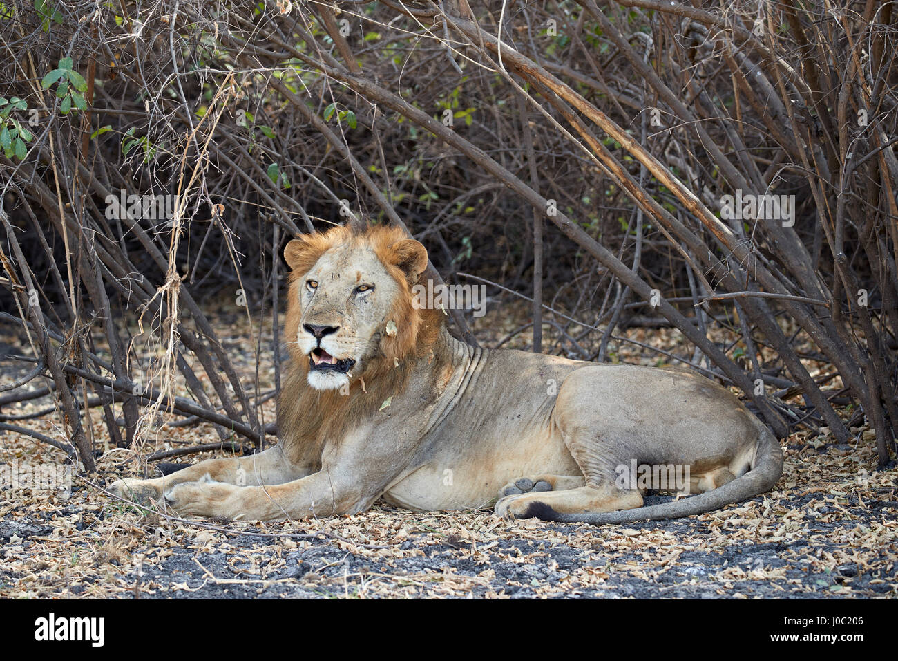 Lion (Panthera leo), Selous, Tanzanie Banque D'Images
