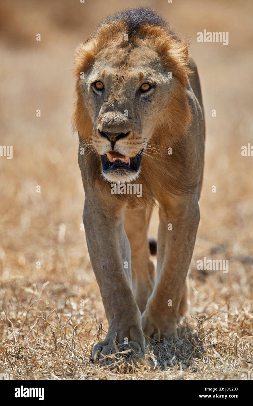 Lion (Panthera leo), Selous, Tanzanie Banque D'Images