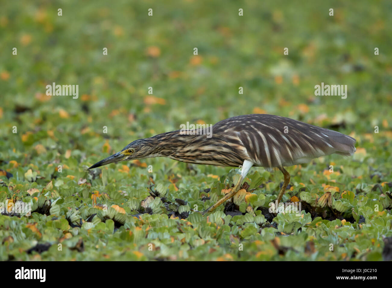 Madagascar crabier chevelu (Madagascar) Heron en étang (étang-malgache) Heron (Ardeola idae), Selous, Tanzanie Banque D'Images