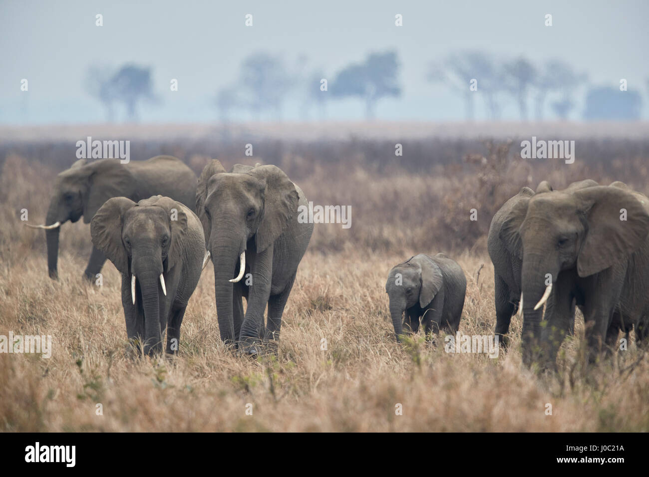 Troupeau d'éléphant africain (Loxodonta africana), Parc National de Mikumi, Tanzanie Banque D'Images