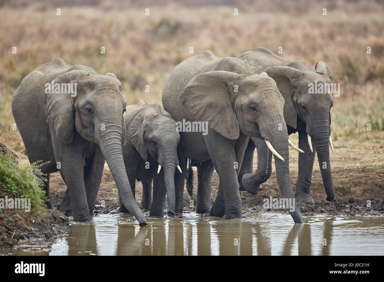 L'éléphant africain (Loxodonta africana) boire, Parc National de Mikumi, Tanzanie Banque D'Images