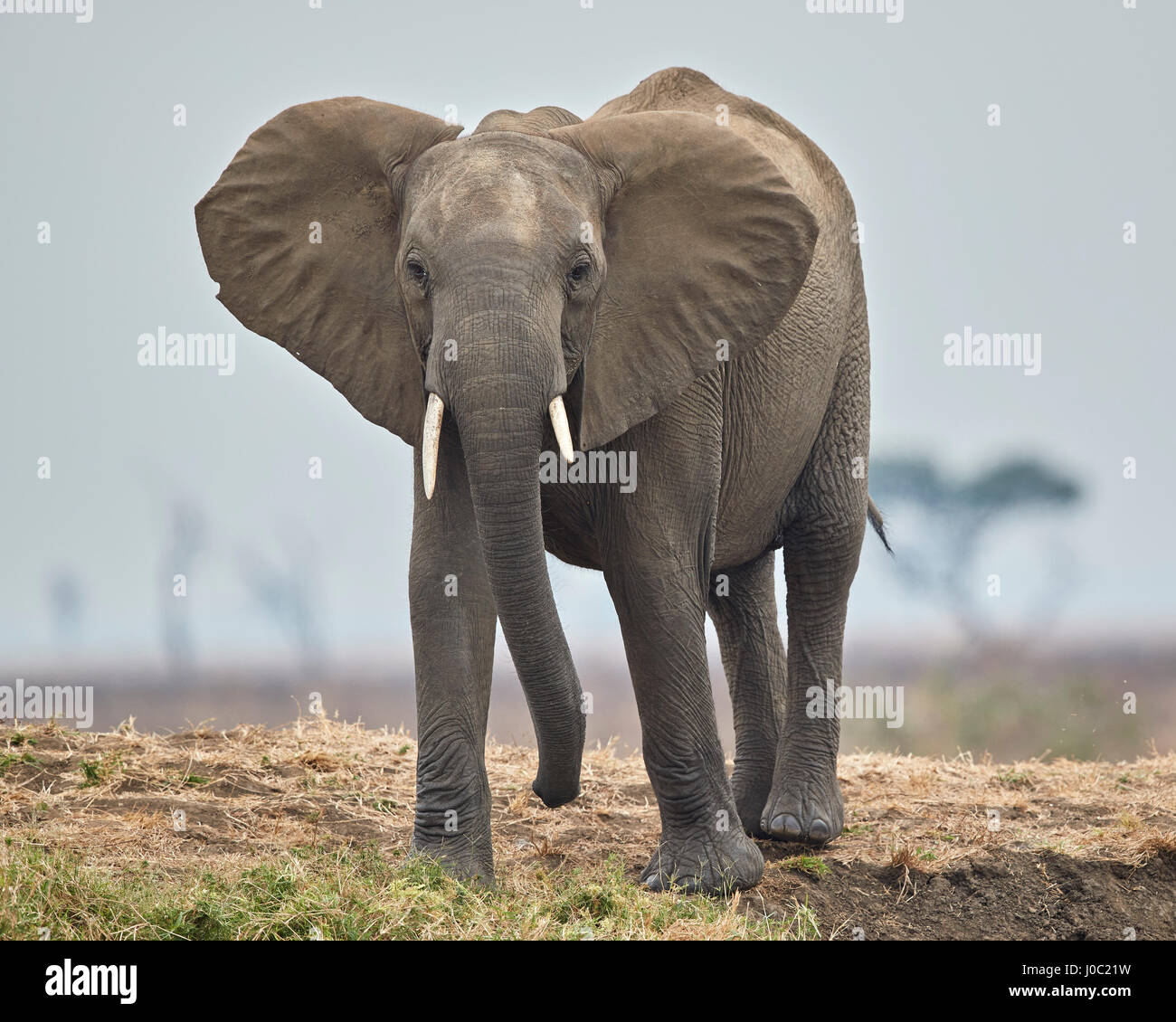 L'éléphant africain (Loxodonta africana), Parc National de Mikumi, Tanzanie Banque D'Images