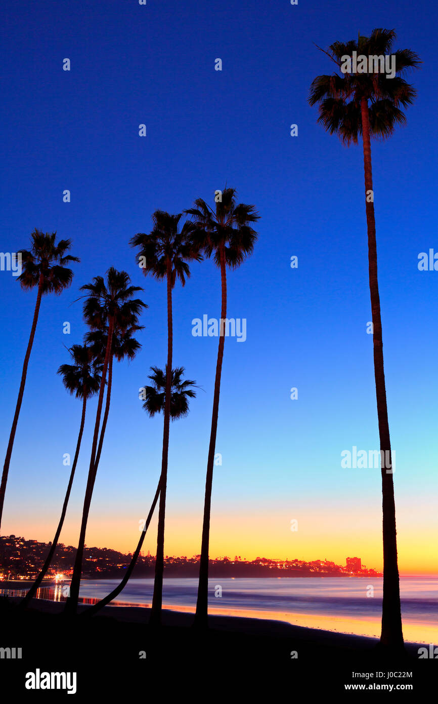 Palmiers, La Jolla Shores Beach, La Jolla, San Diego, California, USA Banque D'Images