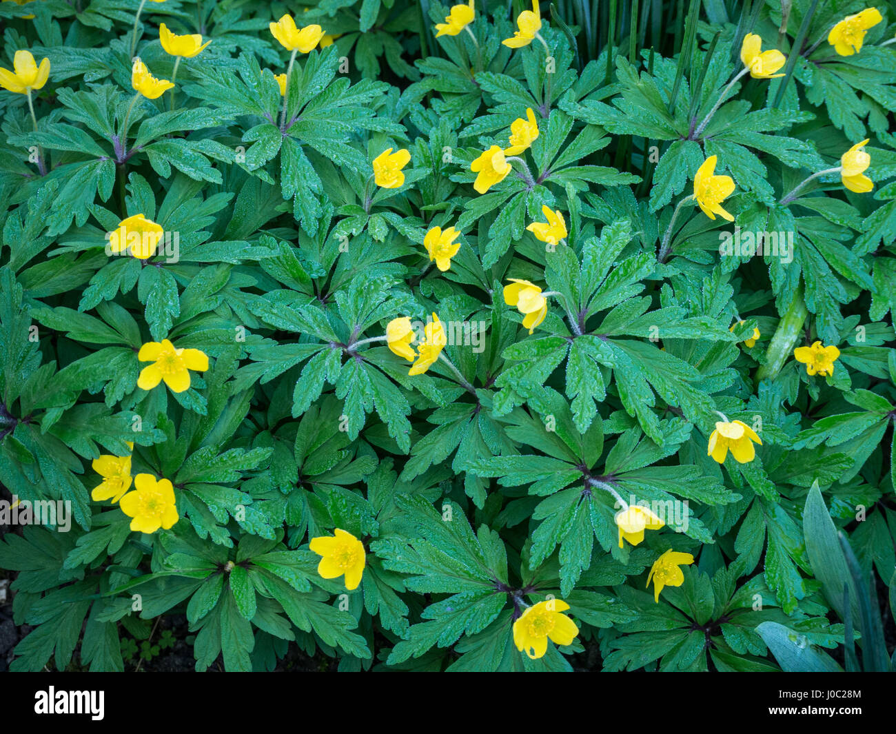 Anémone en fleur Banque D'Images