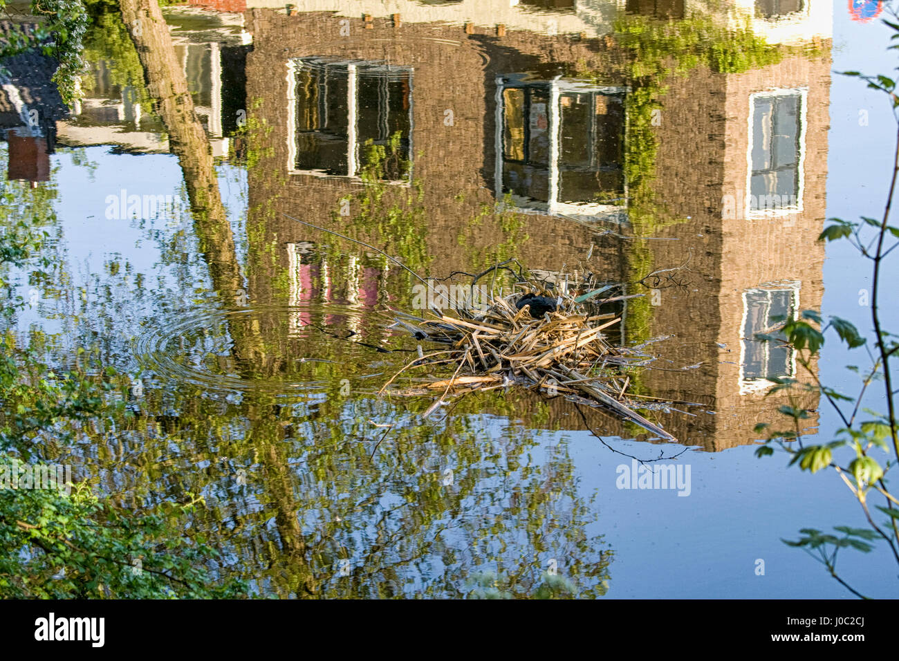 Foulque sur son nid au milieu du canal avec la réflexion de maisons Banque D'Images