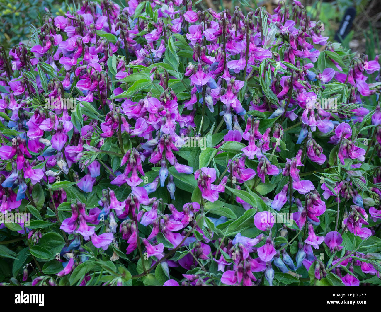 Lathyrus vernus en pleine floraison Banque D'Images