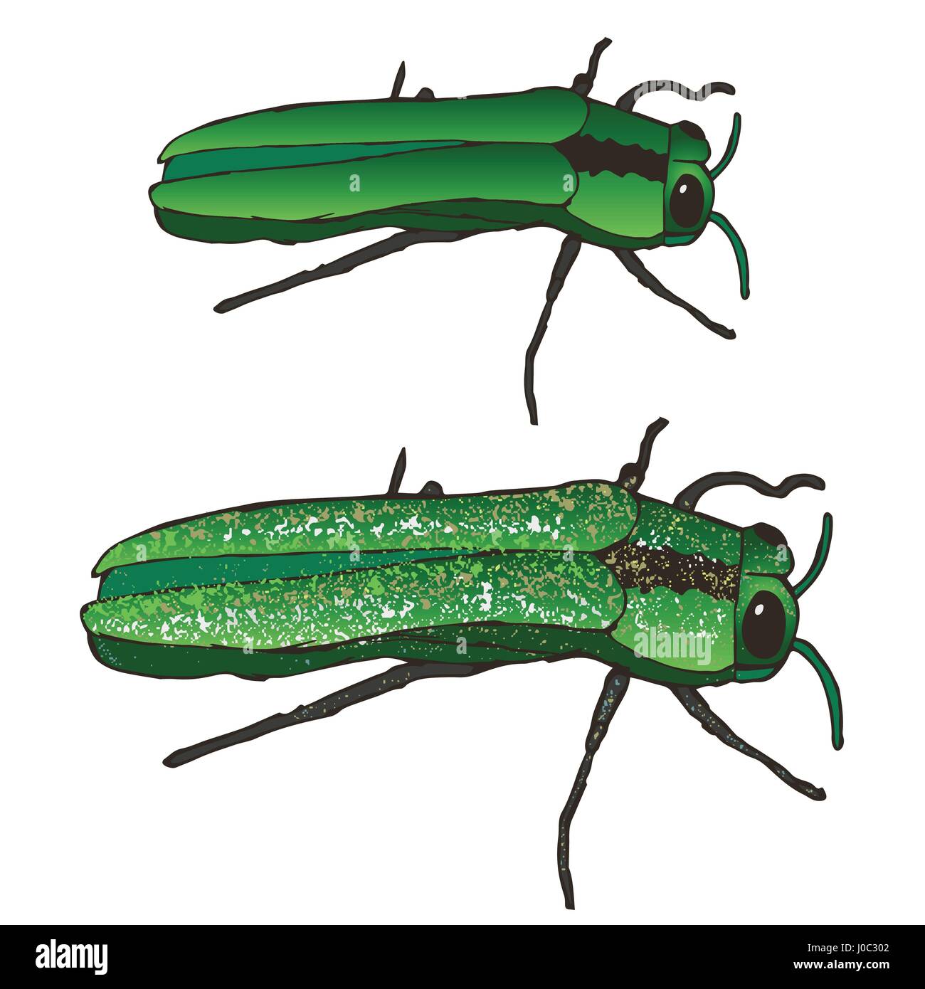 L'agrile du frêne Agrile du frêne de montagne détruit Illustration de Vecteur