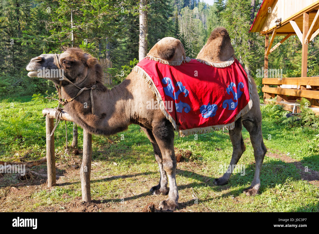 Un chameau dans un parc dans l'Altaï, en Sibérie Banque D'Images