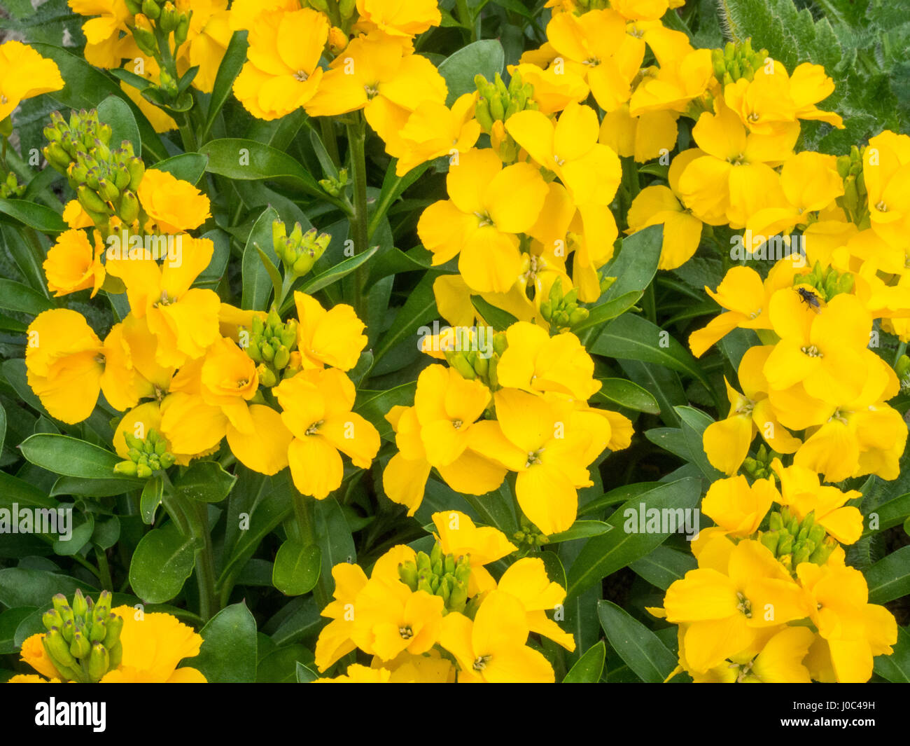Close up des fleurs de giroflée Jaune soleil Photo Stock - Alamy