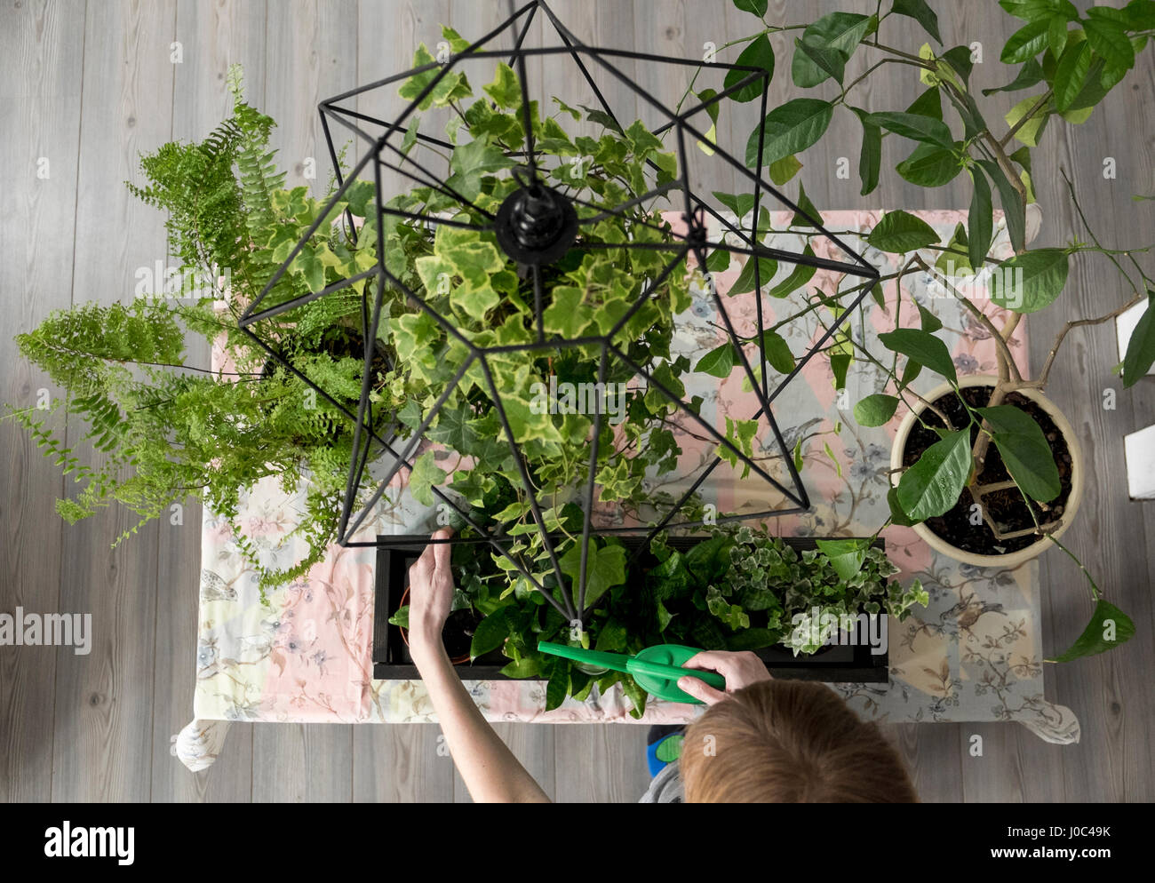 Vue de dessus de woman's hand watering plants in kitchen Banque D'Images