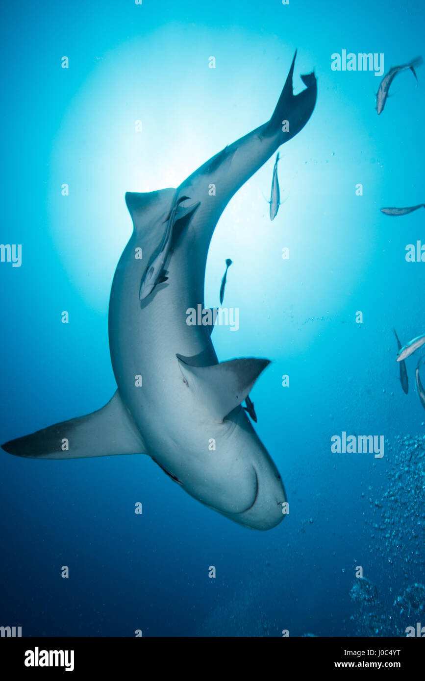 Bull shark (Carcharhinus leucas), entouré de petits poissons, vue sous-marine, Playa del Carmen, Quintana Roo, Mexique Banque D'Images