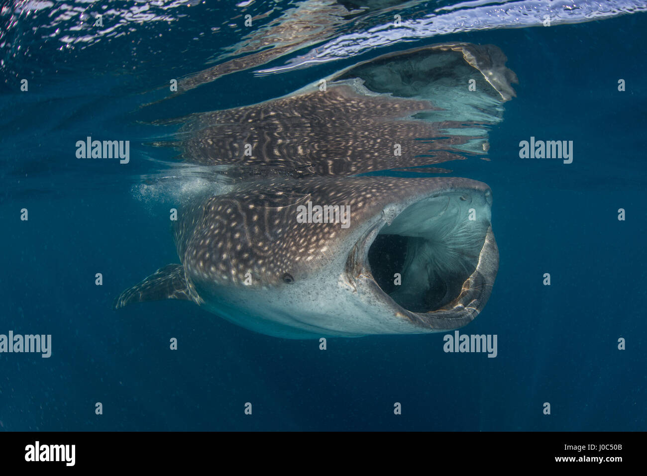 Requin-baleine (rhyncodon typus) l'alimentation par filtration, la surface vue sous-marine, Isla Mujeres, Mexique Banque D'Images