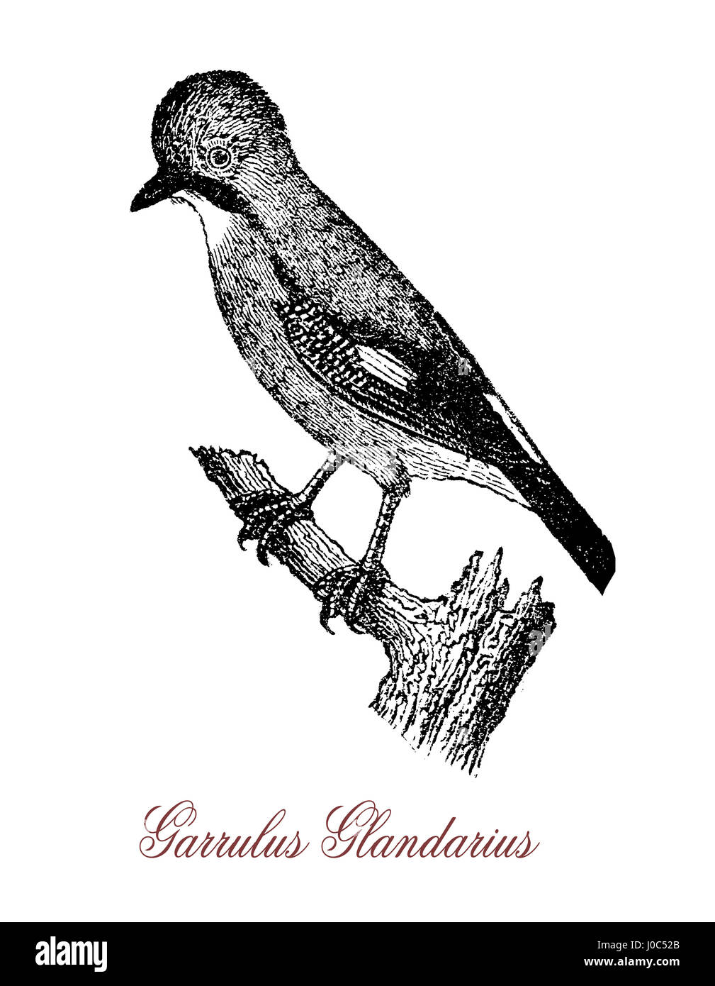 L'Eurasian jay (Garrulus glandarius) est une espèce d'oiseau se produisant sur une vaste région de l'Europe de l'Ouest et le nord-ouest de l'Afrique pour le sous-continent indien et à la suite de la côte est de l'Asie et en Asie du sud-est. Banque D'Images