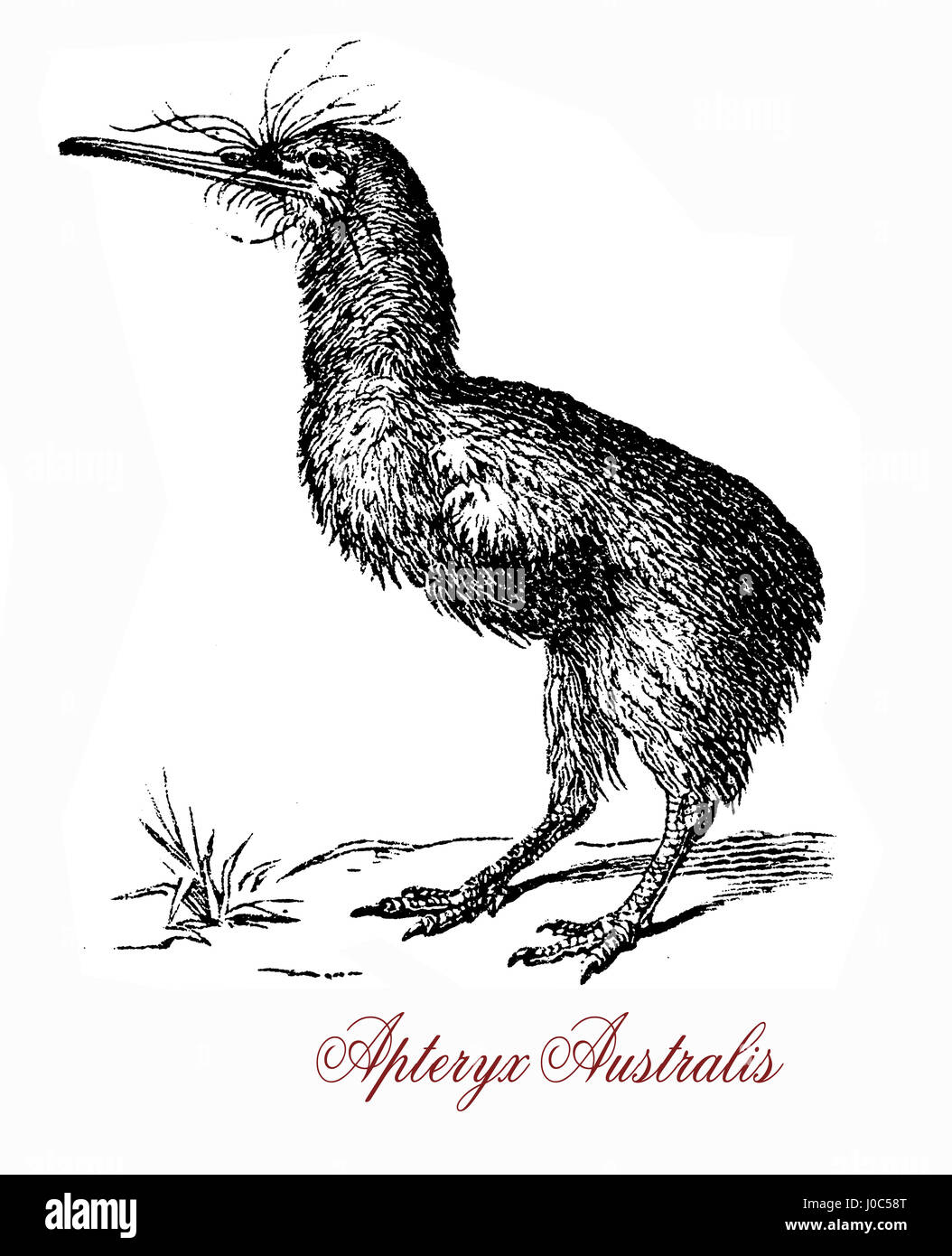 Le sud brown kiwi, ou tokoeka (Apteryx australis), se trouve dans l'île Sud de la Nouvelle-Zélande. Le nom d'origine grecque signifie "sans ailes". Banque D'Images