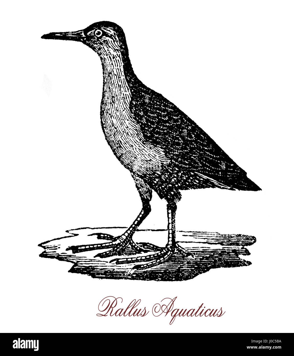 La rampe d'eau (Rallus aquaticus) est un oiseau de la famille ferroviaire qui se reproduit dans les zones humides d'une végétation à travers l'Europe, d'Asie et d'Afrique du Nord. Banque D'Images