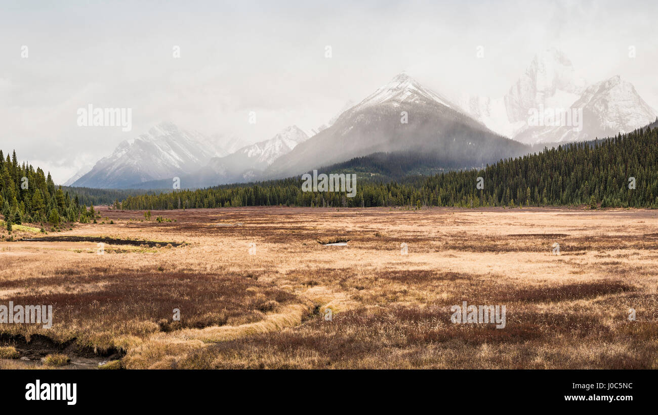 La région de Kananaskis, le parc provincial de Bow Valley, Kananaskis, Alberta, Canada Banque D'Images