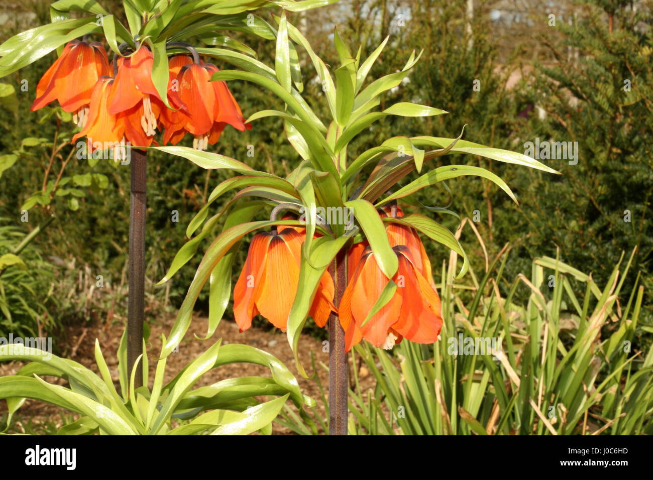 Couronne impériale Fritillaria imperialis Kaisers ou en fleur de la Couronne dans un affichage floral à Bangor Château jardin clos Co Bas N. Irlande Avril 2017 Banque D'Images