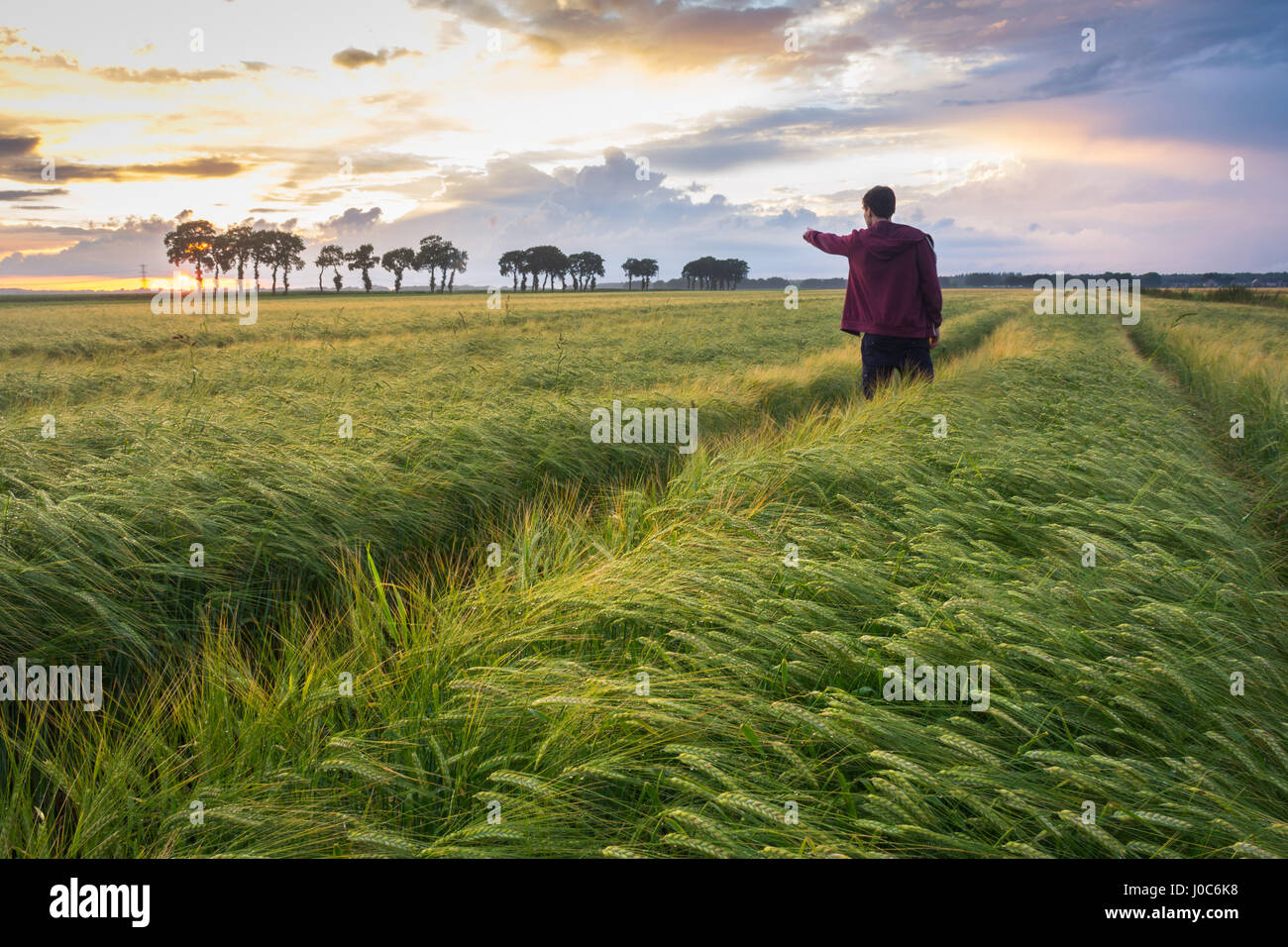 Jeune homme dans un champ de blé pointant vers le soleil au coucher du soleil, la Hollande, l'Europe. Banque D'Images