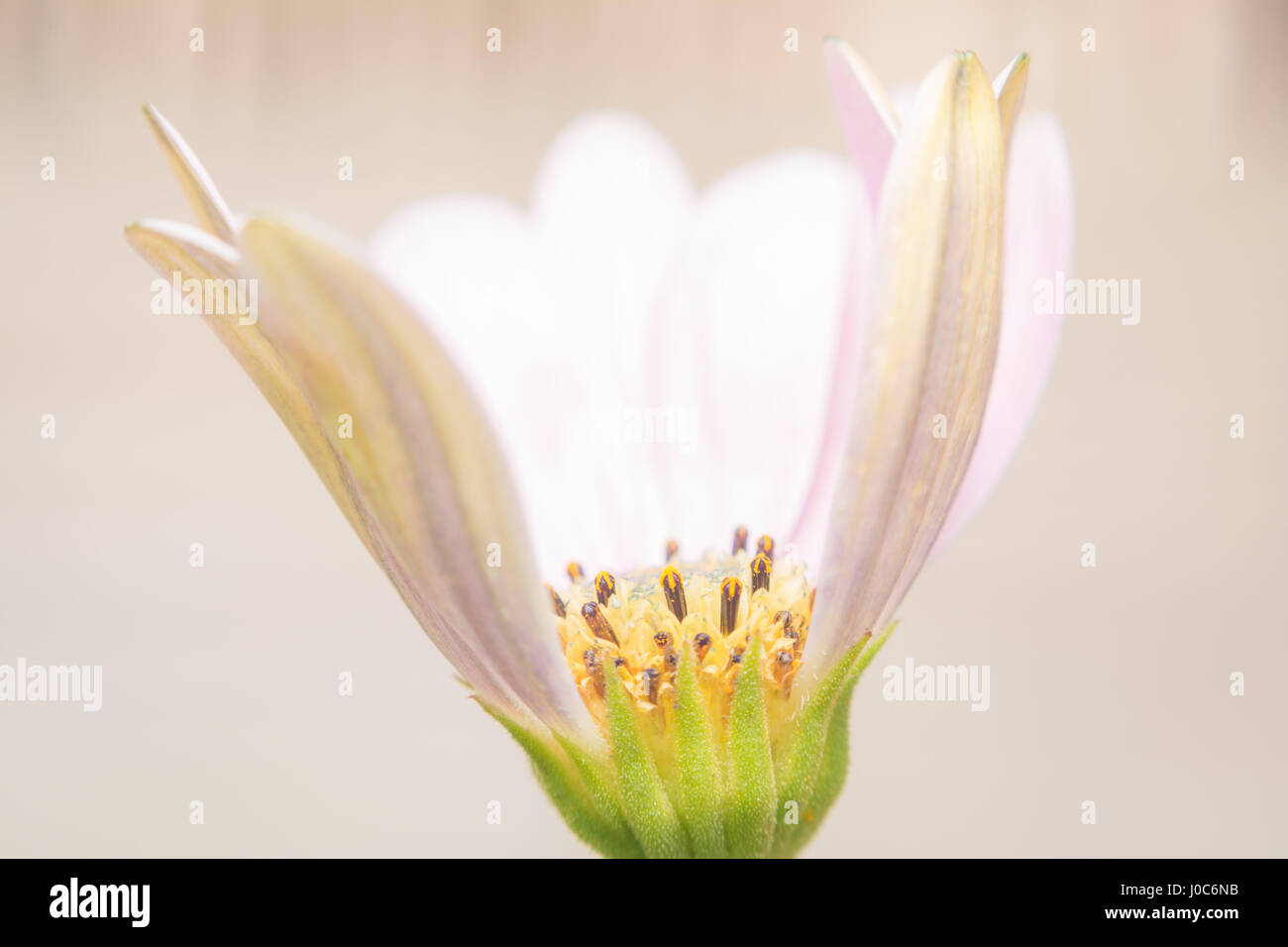 Soft de près de l'Clematis montana il manque deux fleurs pétales qui permet de voir le cœur de la fleur. Banque D'Images