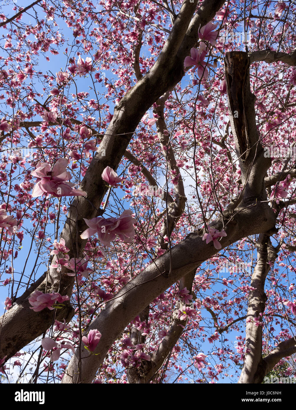 Tree Blossom, Virginie Banque D'Images