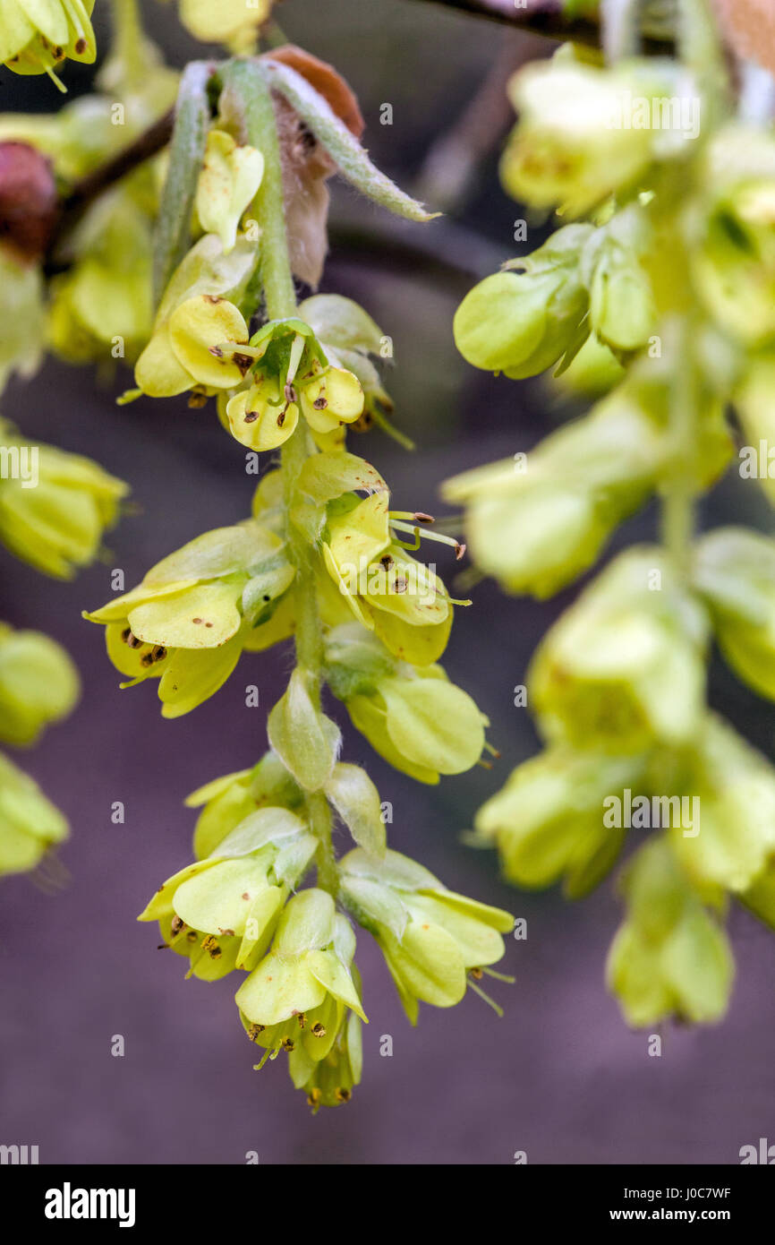 Hazel d'hiver, chatons, Corylopsis sinensis close up Banque D'Images