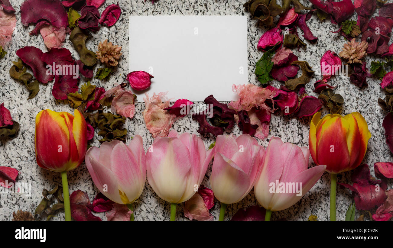 Mettre un peu d'esprit de printemps tulipes Banque D'Images