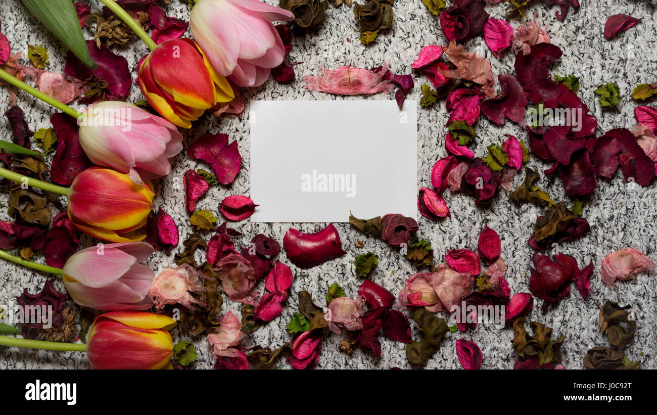 Mettre un peu d'esprit de printemps tulipes Banque D'Images