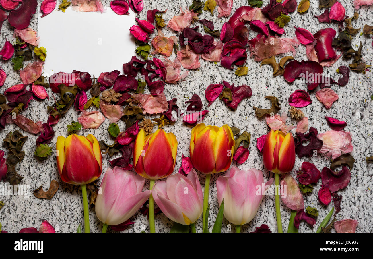 Mettre un peu d'esprit de printemps tulipes Banque D'Images