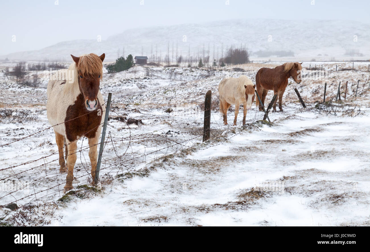 Chevaux Islandais se tenir sur des barbelés près de meadow farm fence Banque D'Images