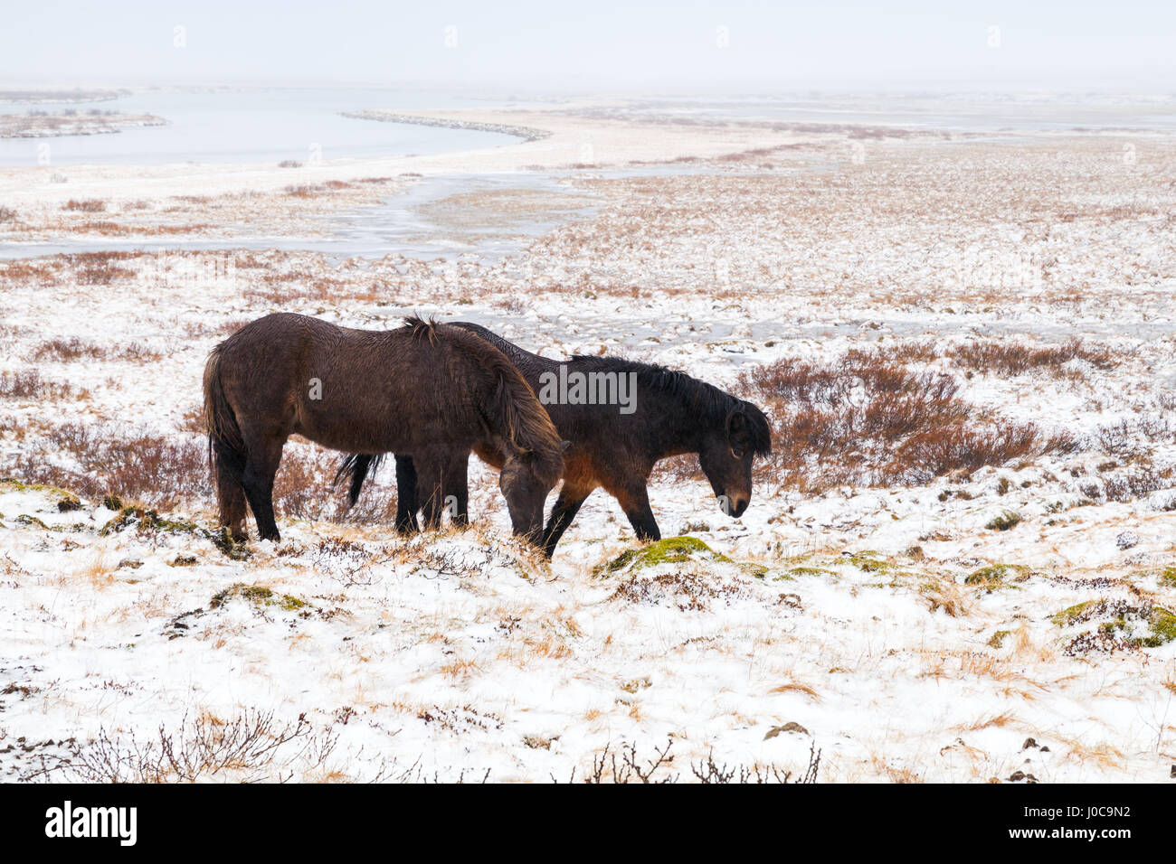 Deux chevaux Islandais à pied autour du champs couverts de neige Banque D'Images