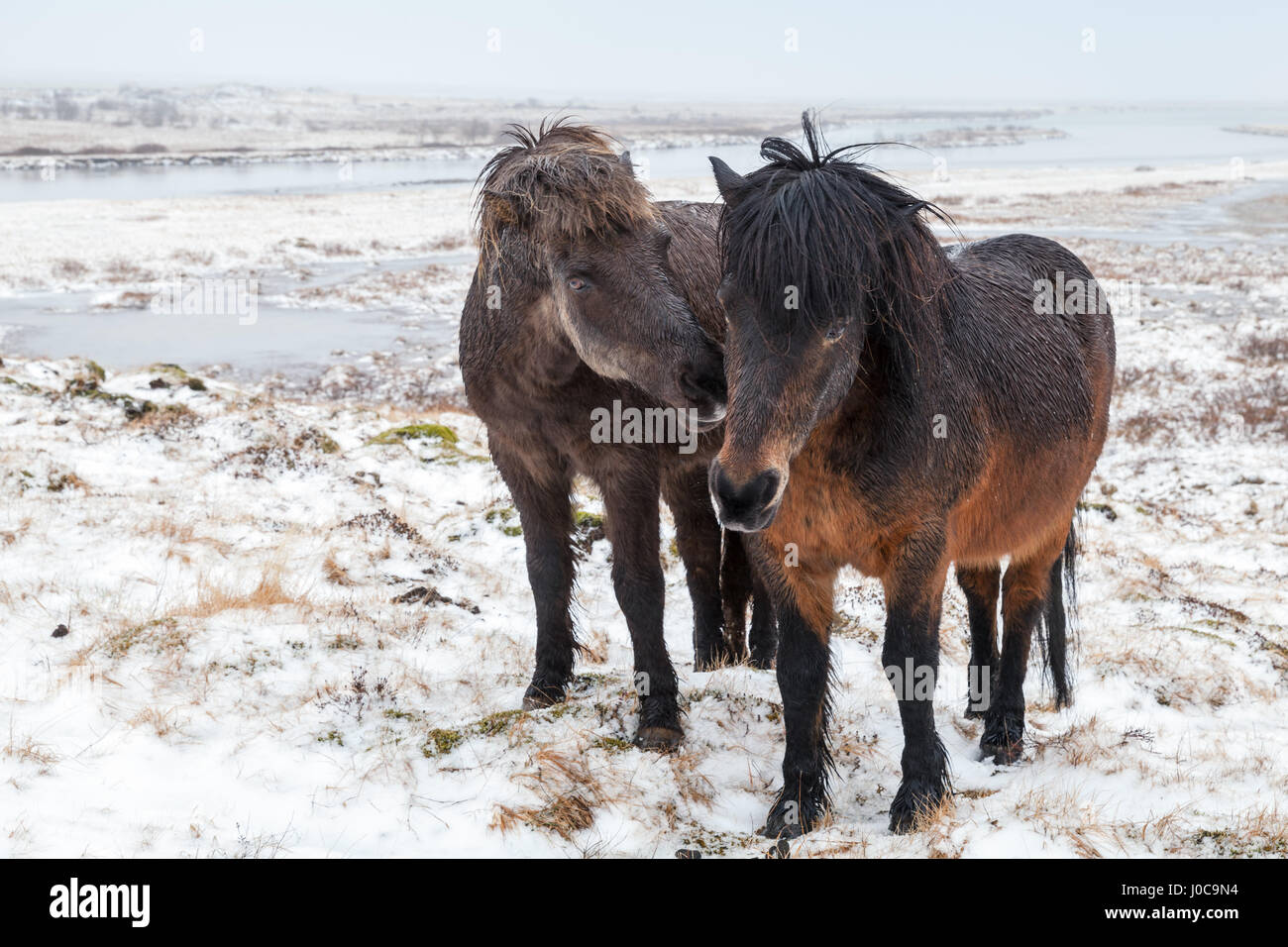 Deux chevaux Islandais sur prairie couverte de neige Banque D'Images