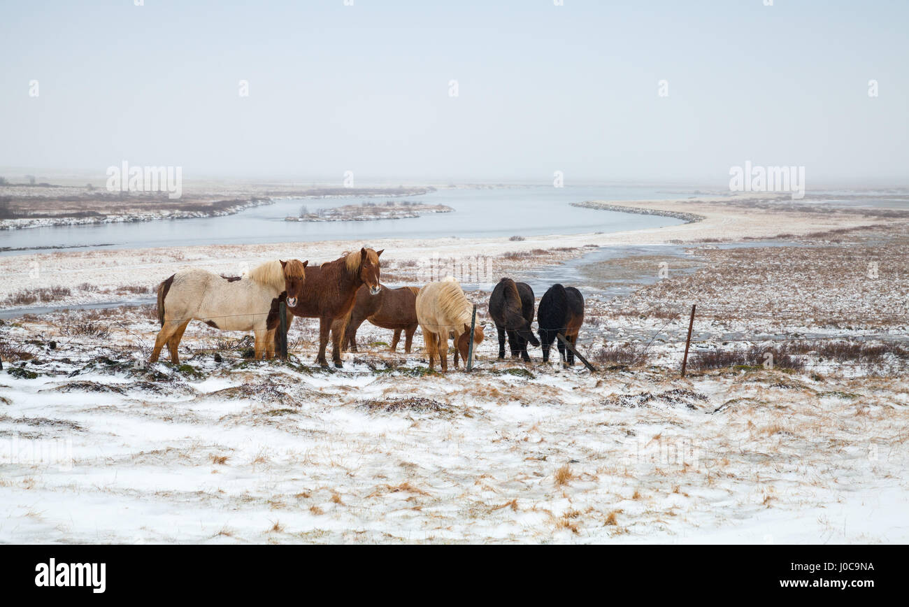 Groupe de chevaux Islandais à pied autour de la prairie couverte de neige Banque D'Images