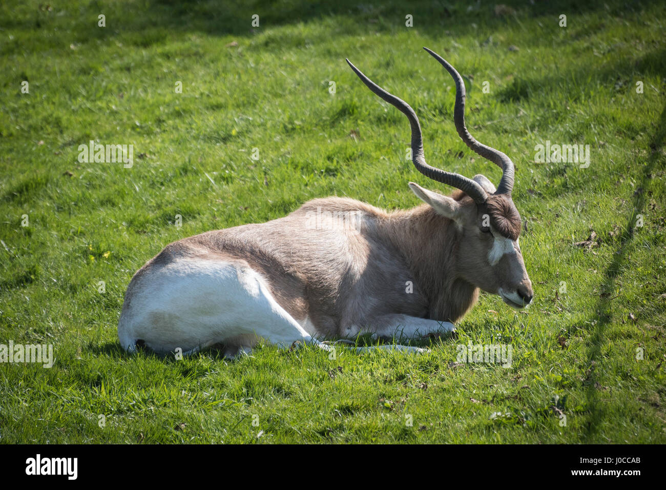 Beaux animaux au Yorkshire Wildlife Park à Doncaster, dans le Yorkshire du Sud Banque D'Images