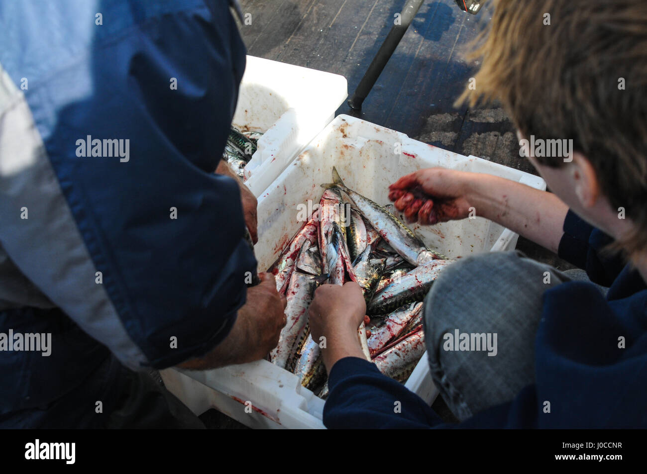 Pêche du maquereau sur la faucheuse dans la mer du Nord Banque D'Images