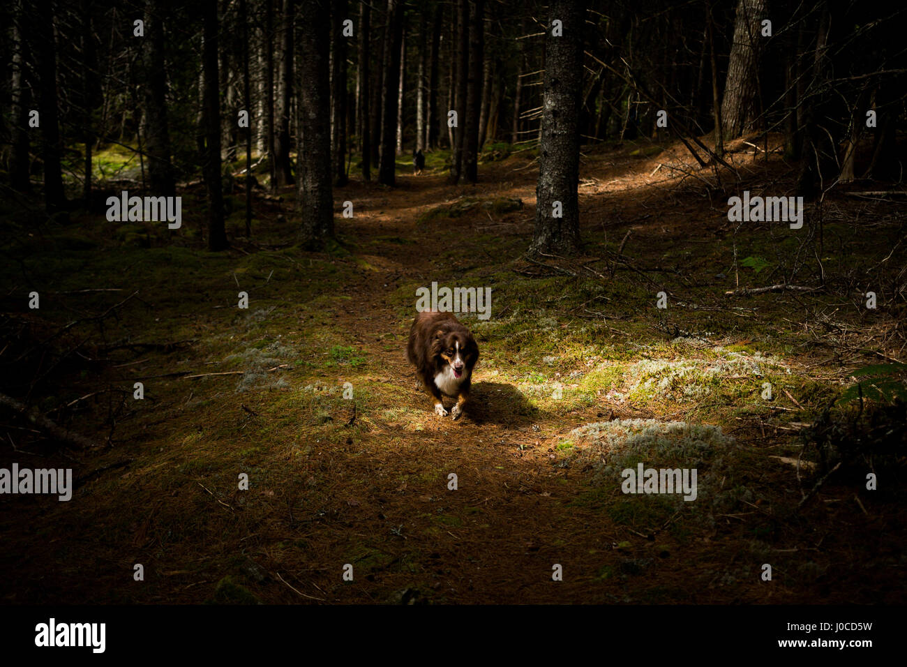 Promenade de chiens si sombre forêt, Maine, USA Banque D'Images