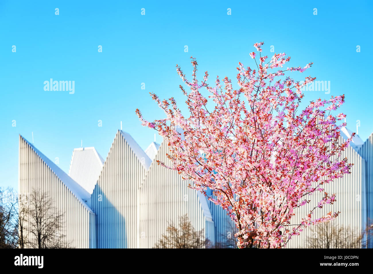 Belle Rose blossom tree à Szczecin avec brouillé Philharmonic Hall en arrière-plan, la Pologne. Banque D'Images