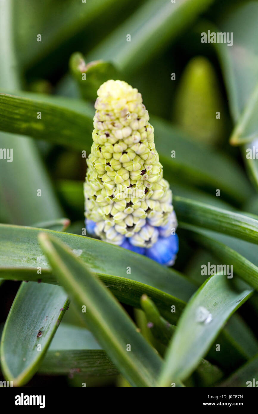 Muscari 'Mountain Lady' la jacinthe de raisin gros plan fleur le bourgeon de Muscari Banque D'Images