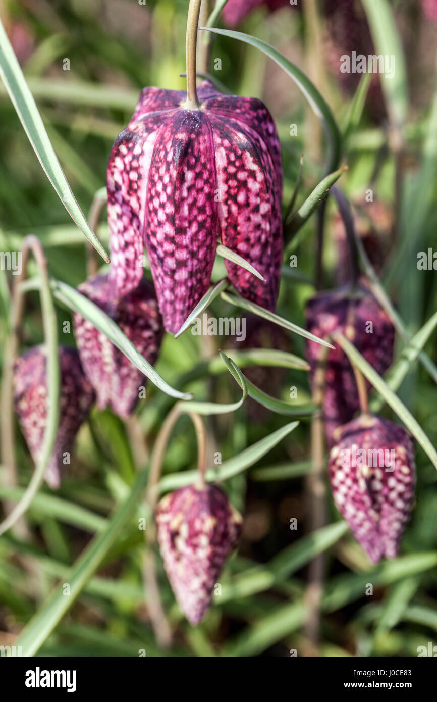 Fritillaria meleagris. Serpents head fritillary Banque D'Images