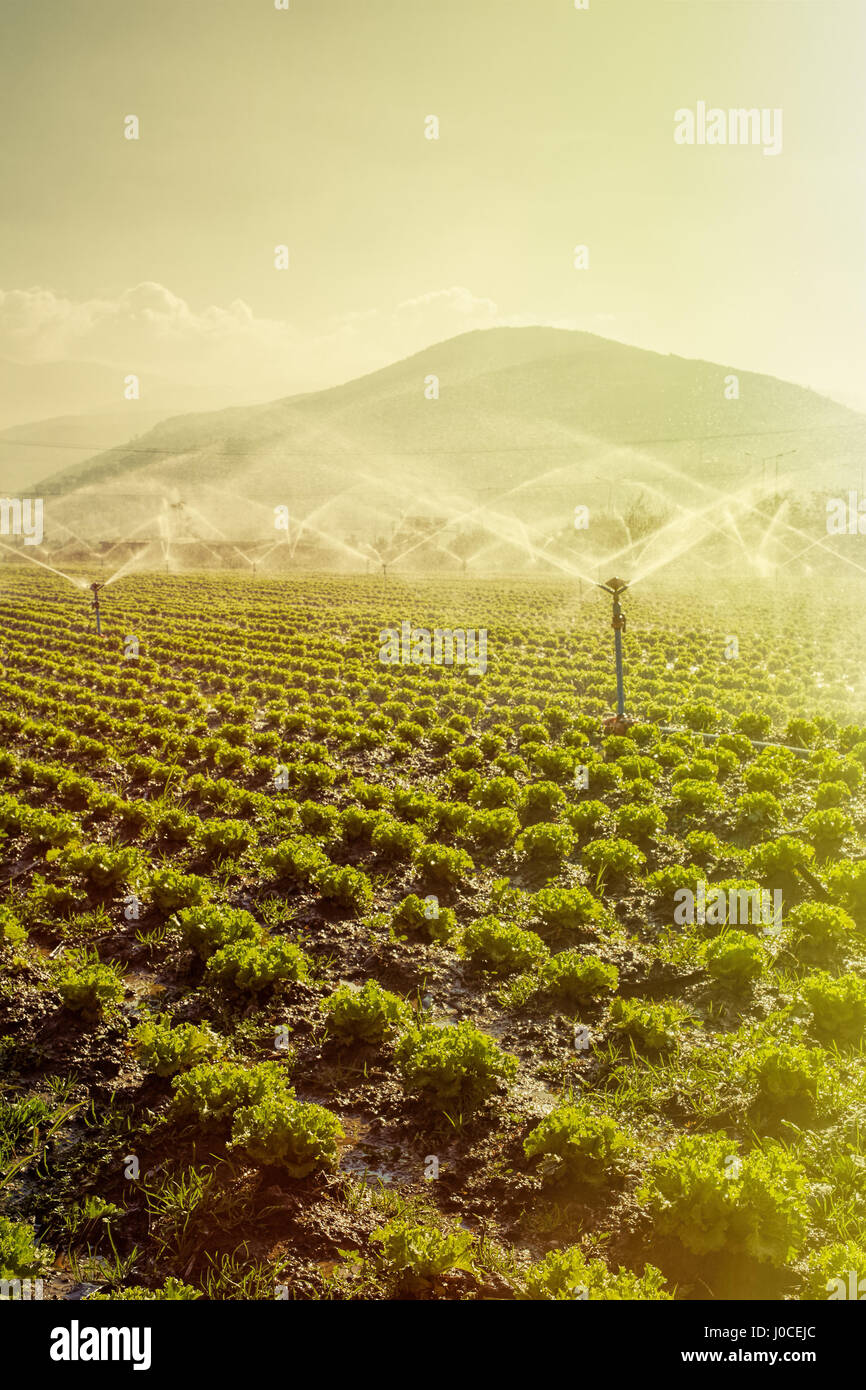 Au niveau de l'exploitation de l'irrigation Banque D'Images