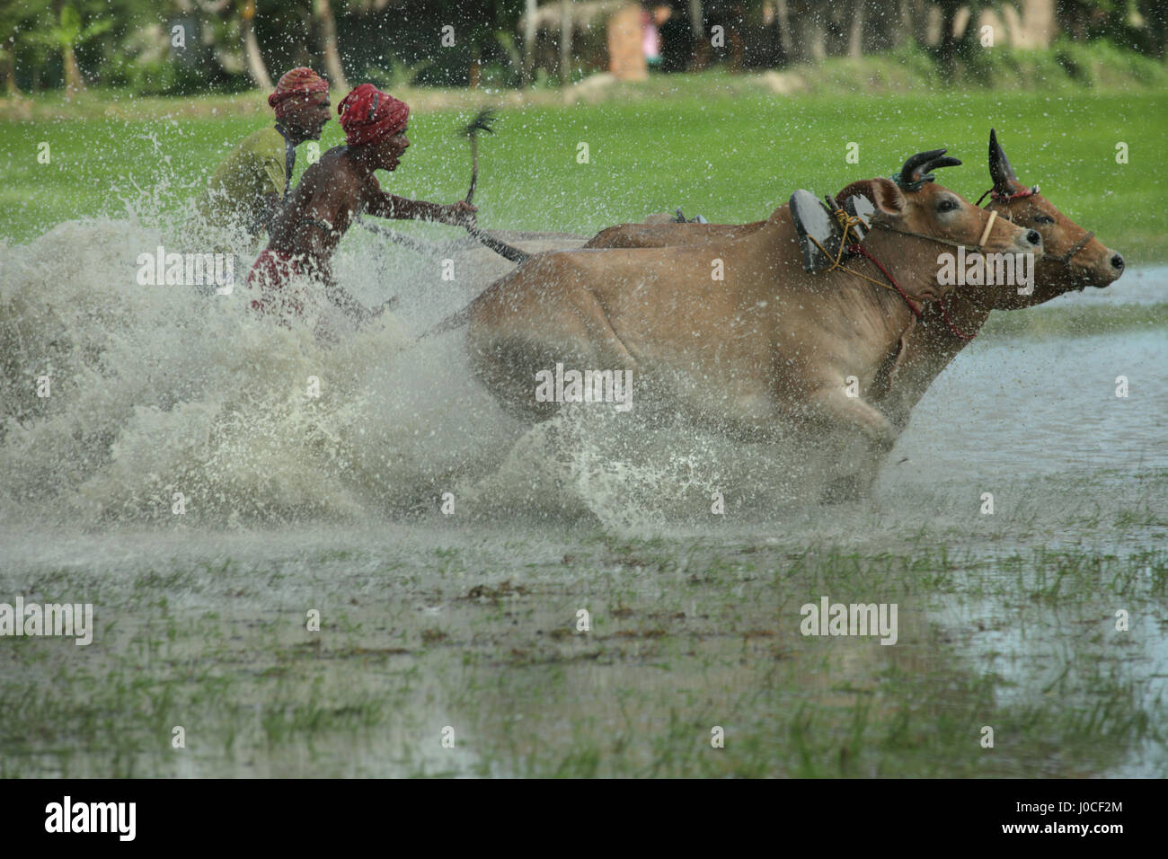 Bull race, Bengale occidental, Inde, Asie Banque D'Images