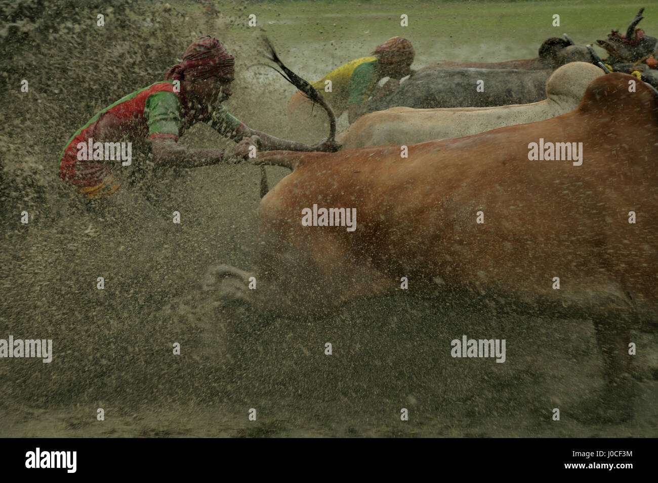Bull race, Bengale occidental, Inde, Asie Banque D'Images