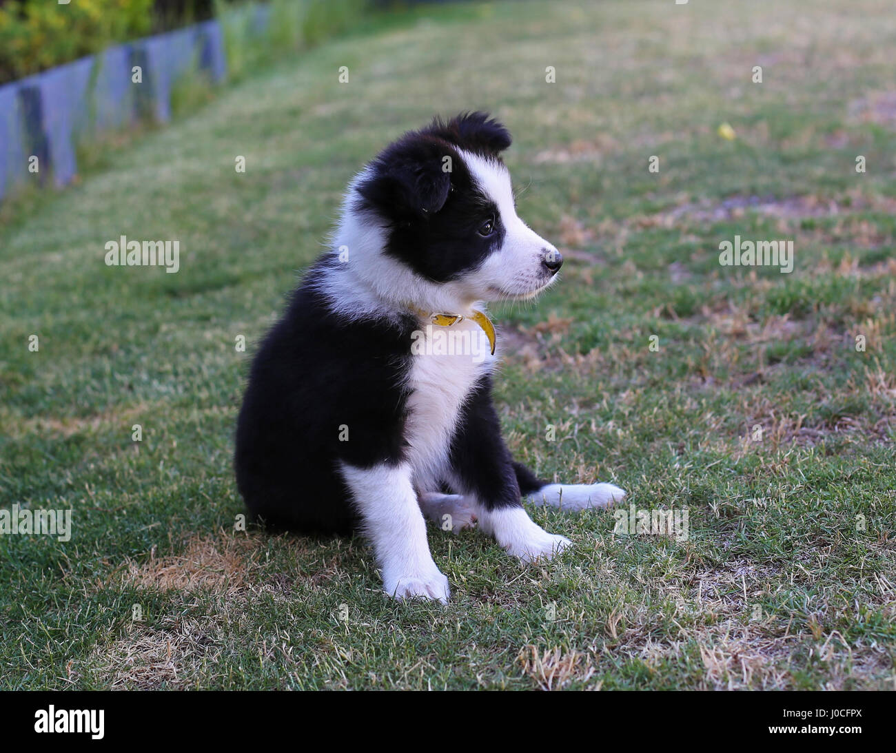 Bébé Border Collie Photo Stock - Alamy