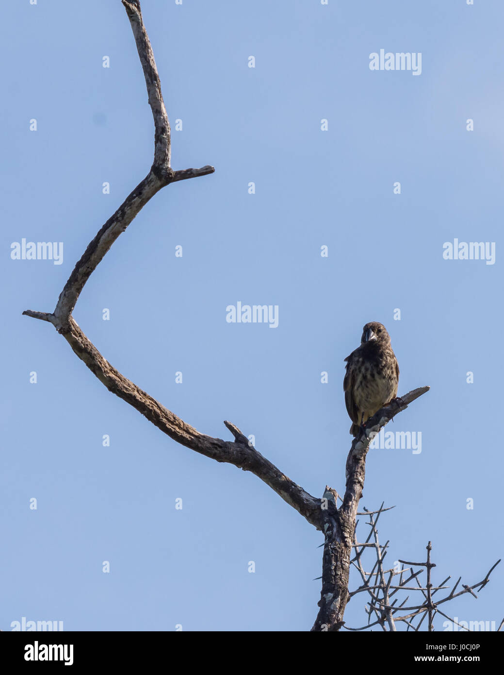 Un pinson de Darwin perché dans un arbre sur l'île Isabela, îles Galapagos, en Équateur. Banque D'Images