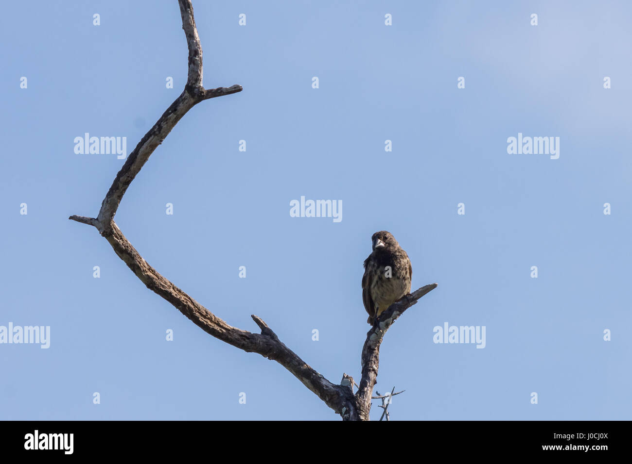 Un pinson de Darwin perché dans un arbre sur l'île Isabela, îles Galapagos, en Équateur. Banque D'Images